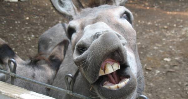 DEMOCRATS POUNCE: Media Craters on Alito “Secret” But Stupid Recording | Steve Berman